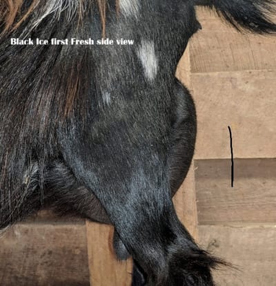 Phoenix Farm Black Ice  - Deviant Bird daughter, blue eyes possible