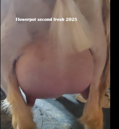 Phoenix Rising Flower pot