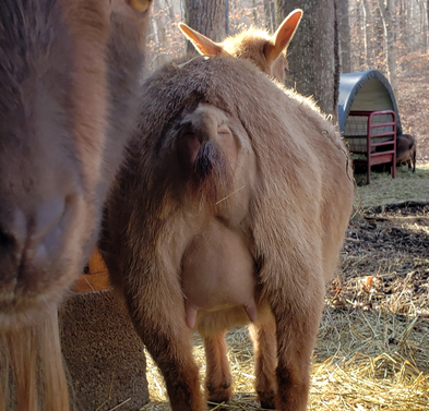 Phoenix Rising Bourbon Cider .....First Freshening