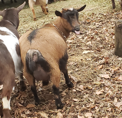 Phoenix Rising the Darkness....First Freshening