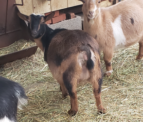 Phoenix Rising Arrowroot ....First Freshening