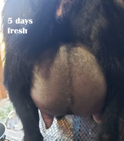 Phoenix rising Cat Scratch Fevr....First Freshening