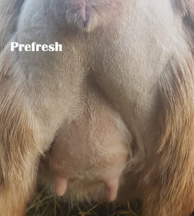 Phoenix Rising Beauty Mark - First Freshener