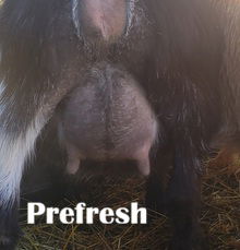 Phoenix Rising Silver Charm - First Freshner