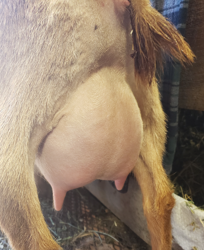 Phoenix Rising Bourbon Cider .....First Freshening