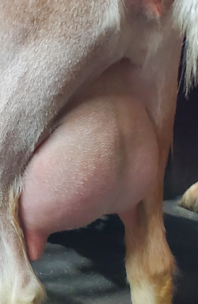 Phoenix Rising Snow Bird - second fresh