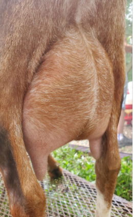 Phoenix Farm Fine Tuned Bird