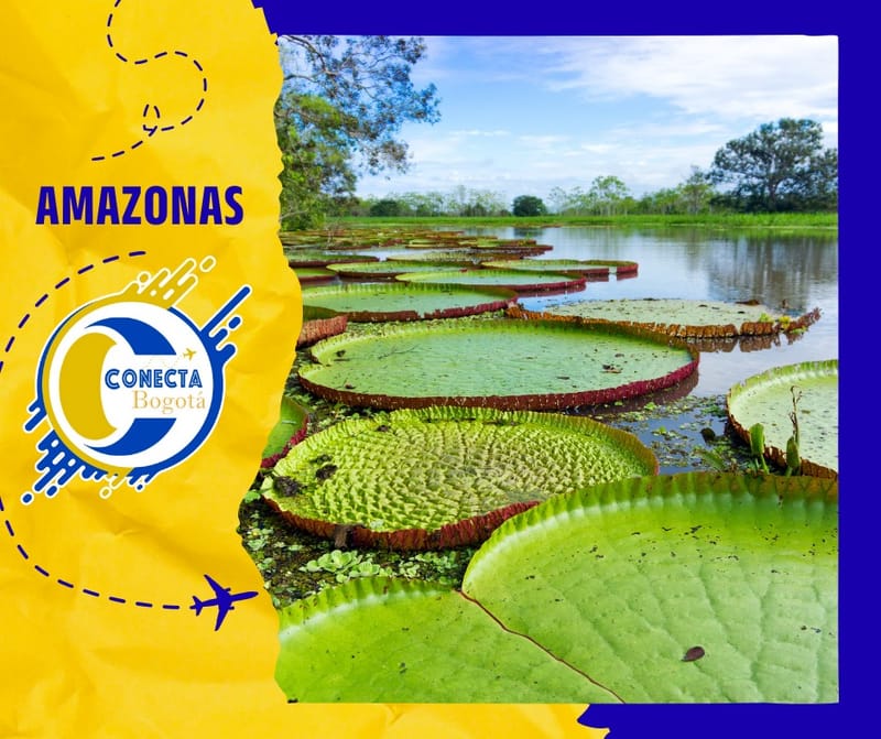 AMAZONAS - PULMÓN DEL MUNDO 