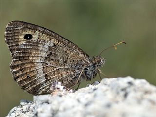 A.arethusana