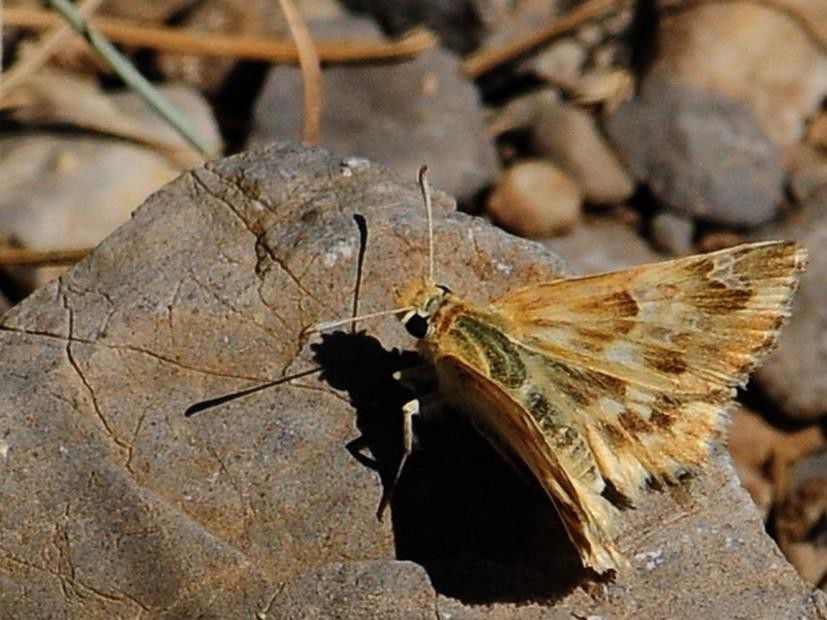 C.lavathera