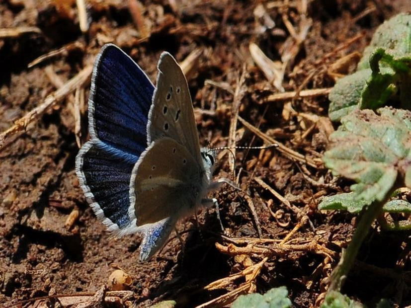 Agrodiaetus