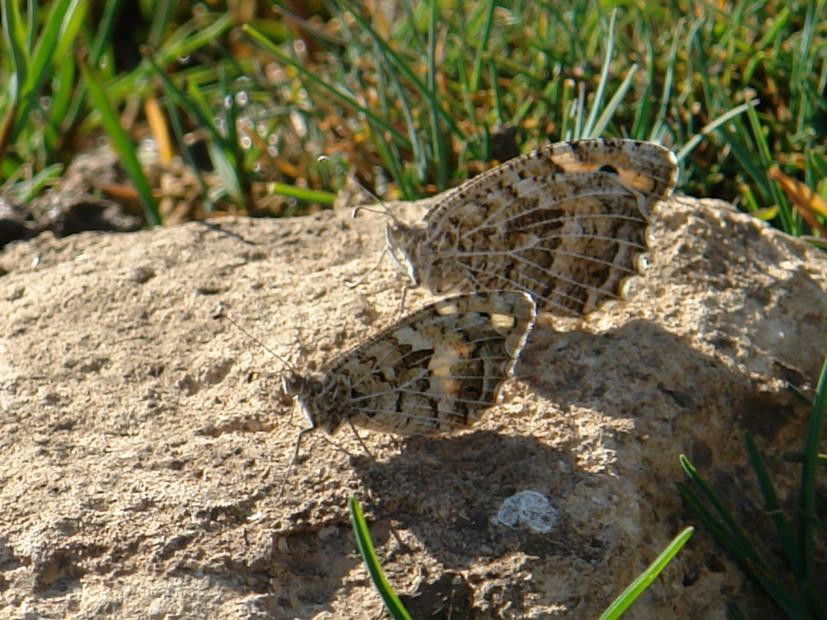 C.persephone