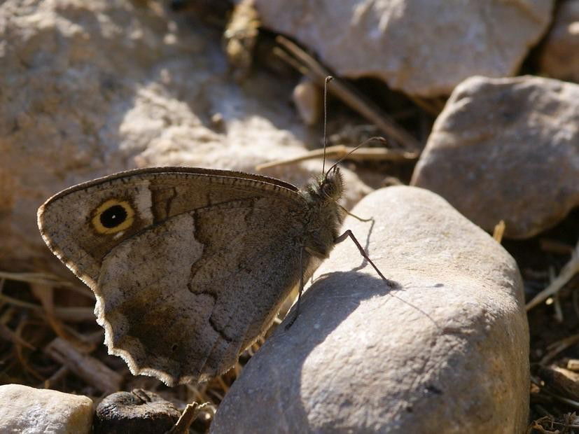 H.statilinus