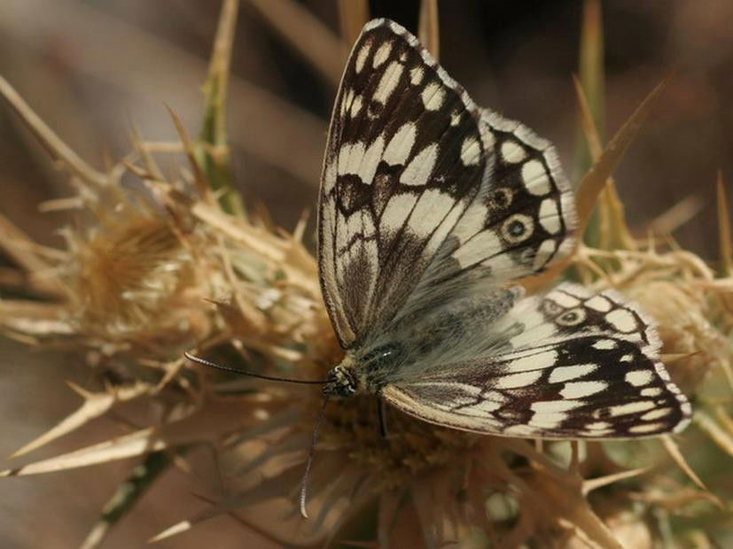 Melitea didyma