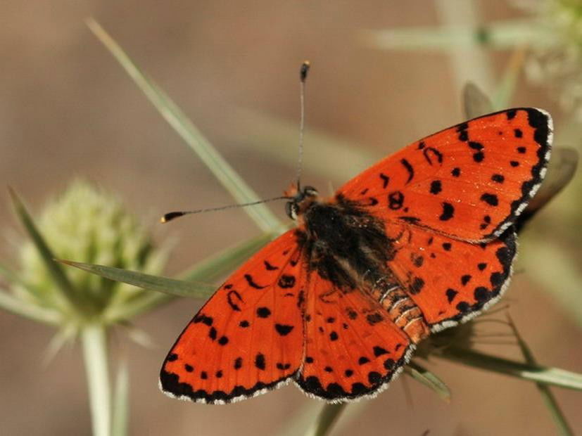 Melitea didyma