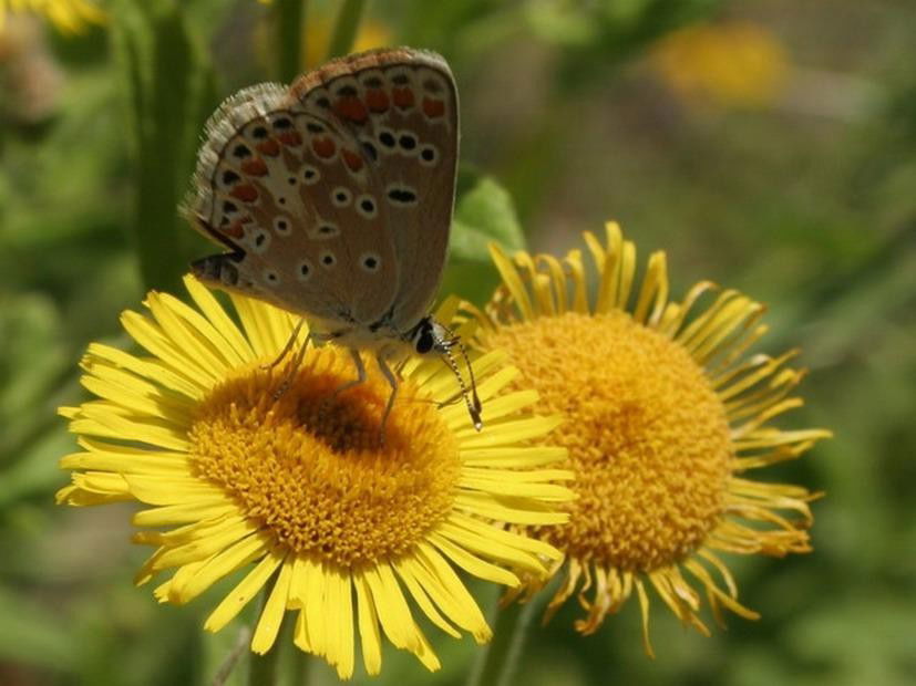 P.agestis