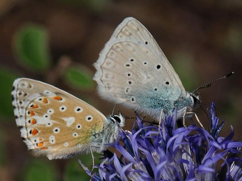 P.bellargus ve P.daphnis