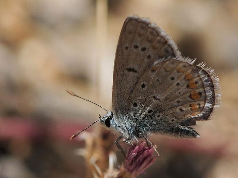 P.thersites