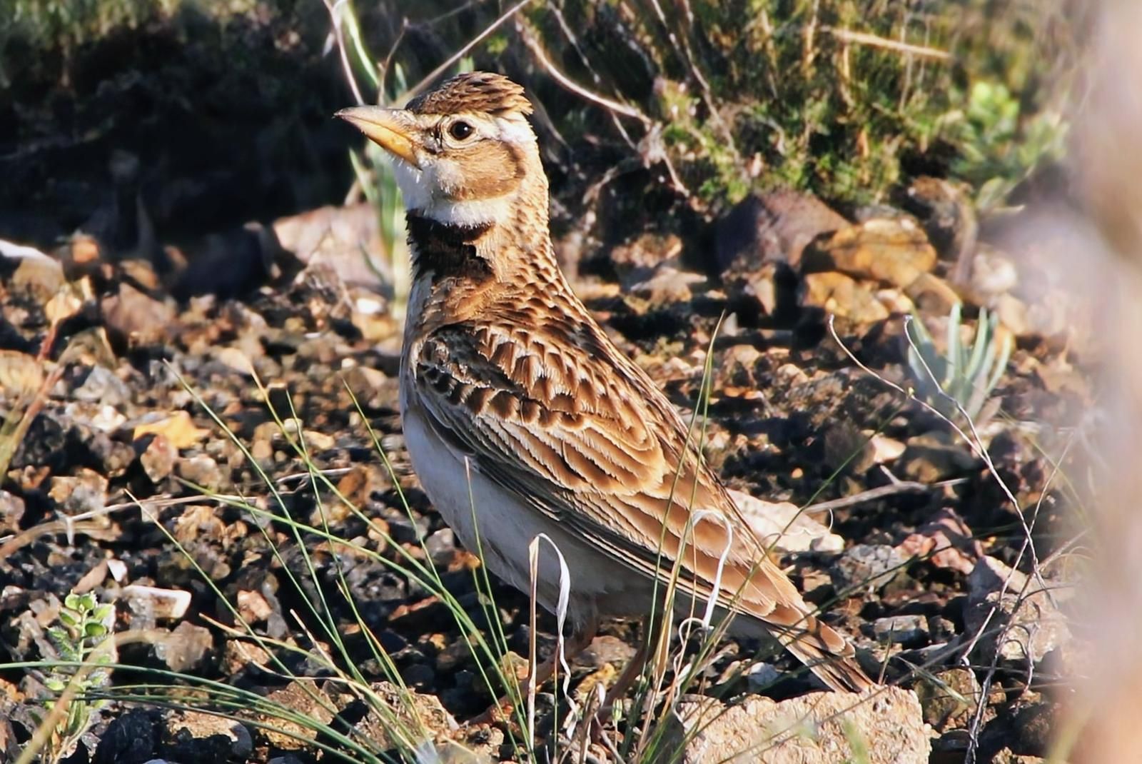Bimaculated Lark
