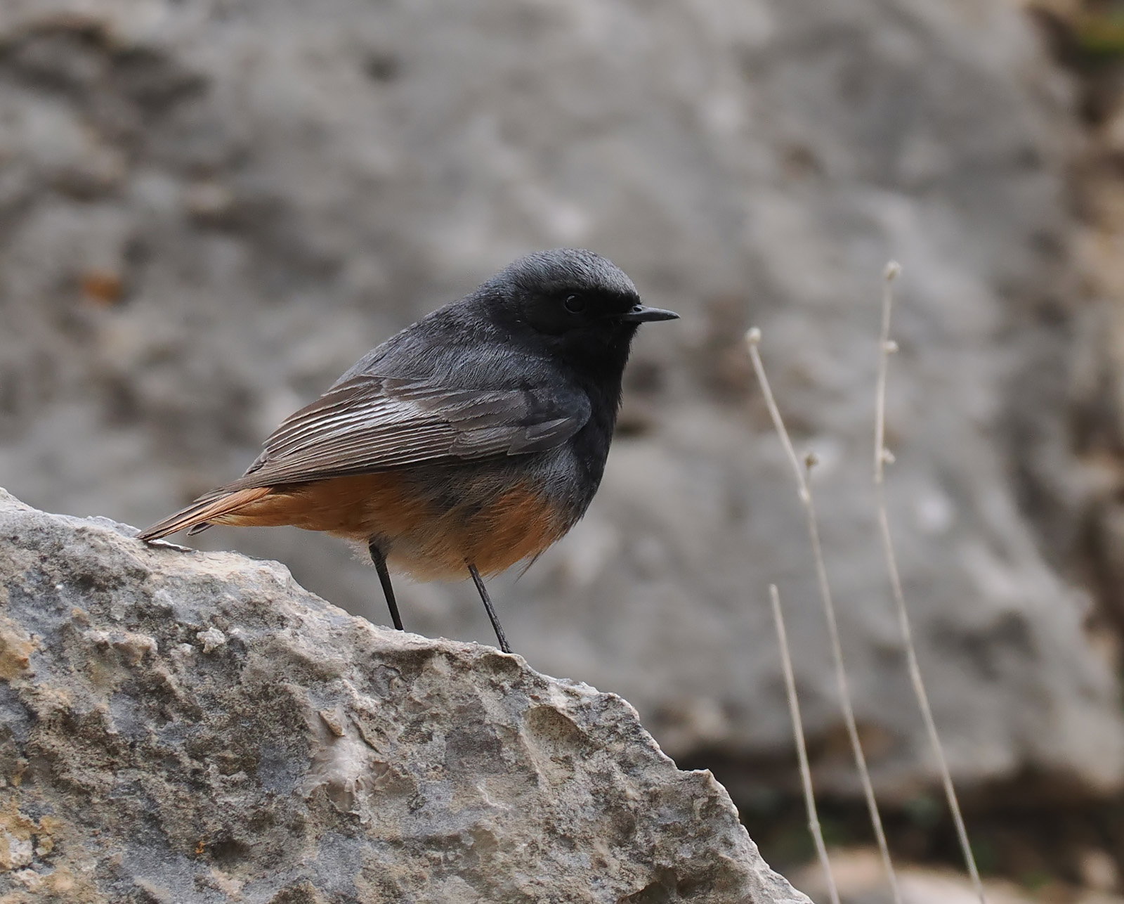 Black Redstart