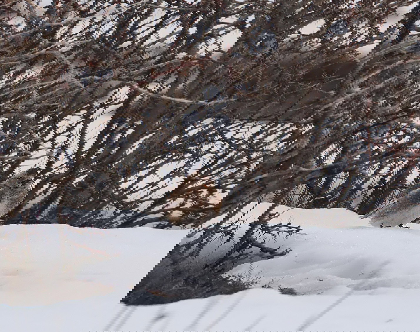 Crimson Winged Finch