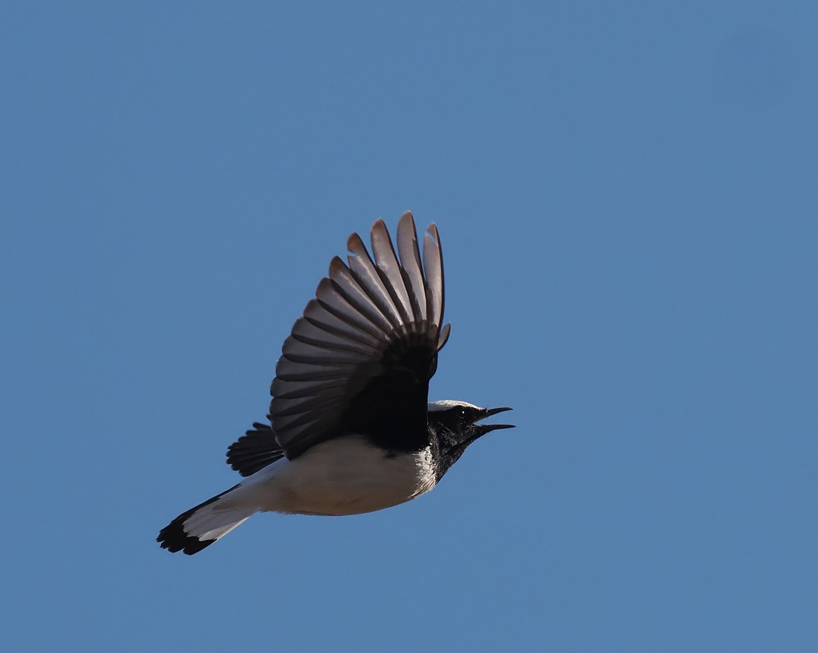 Finschs Wheatear