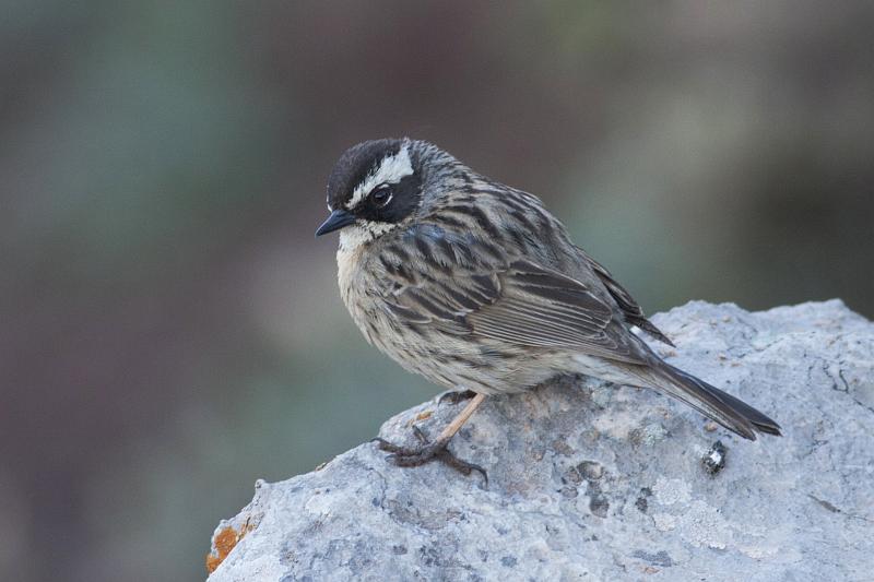 prunella ocularis dolezal