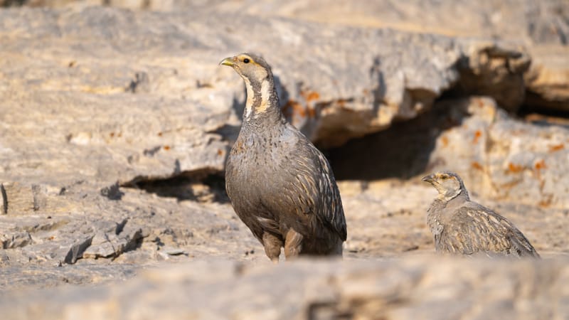 Bird Watching Near Safak Pension: Discover Turkey’s Hidden Avian Treasures