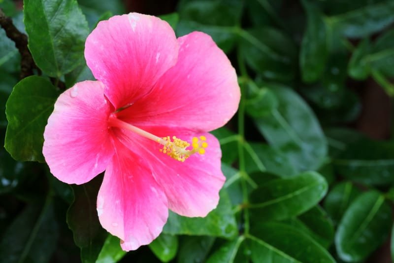 90-Minute Massage: A Deeply Restorative & Customized Experience