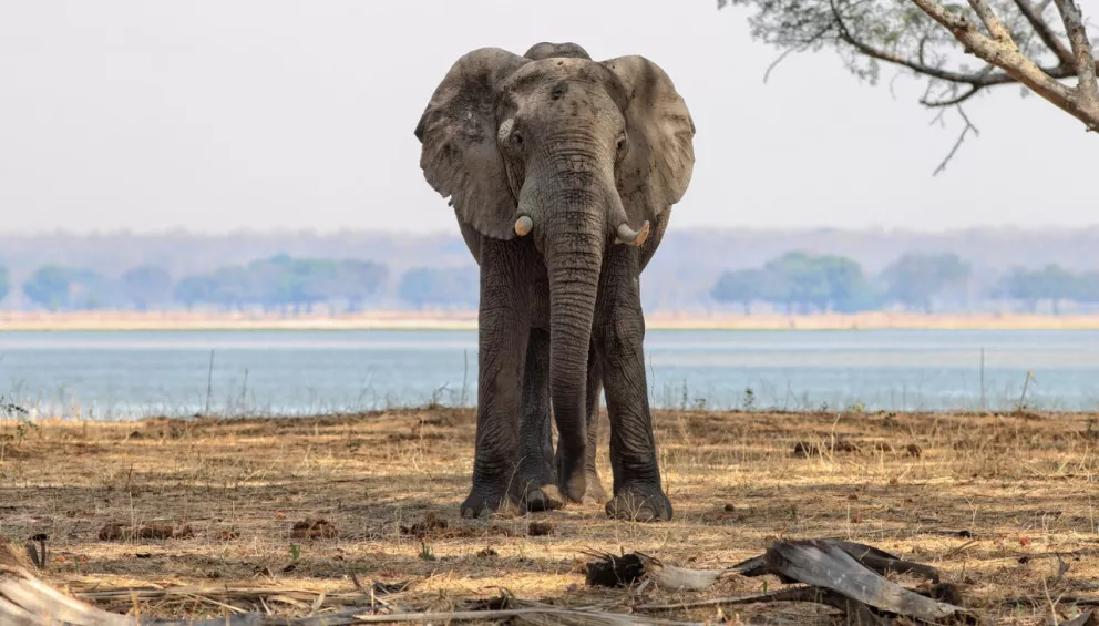 Elefante en peligro de extinción nace en Indonesia