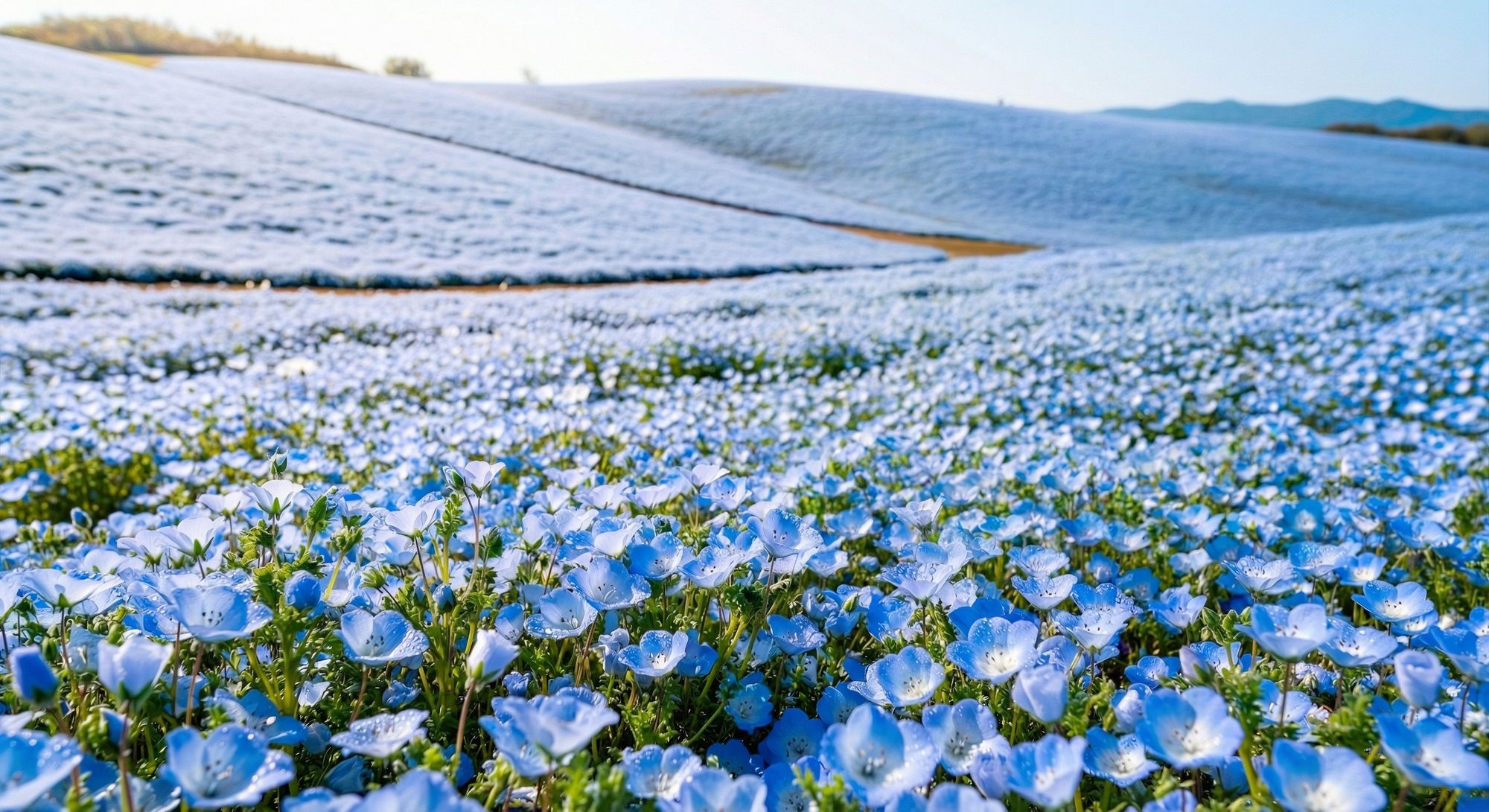 ネモフィラ　ロケ撮影 in ひたち海浜公園