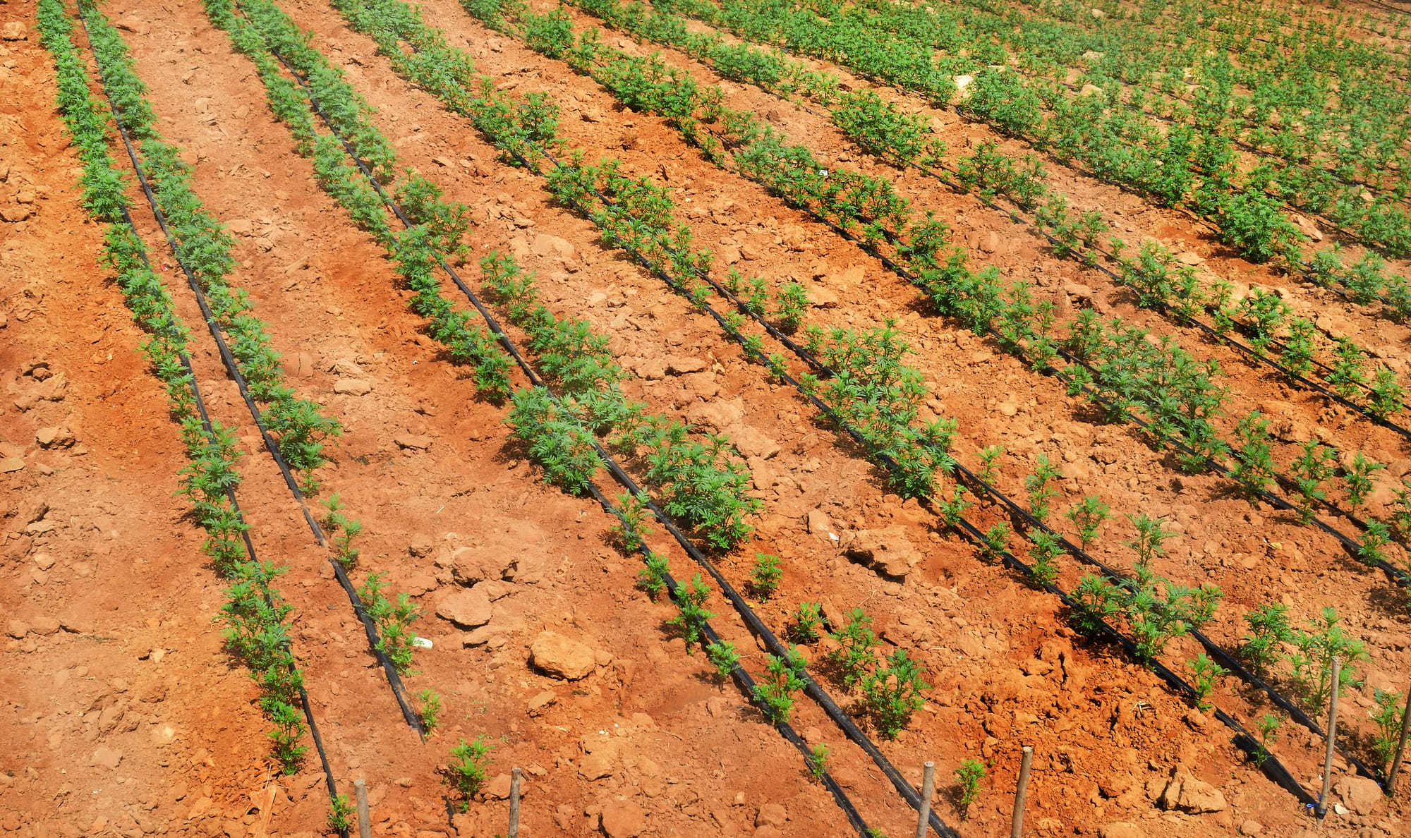 Top 10 des avantages du goutte-à-goutte pour économiser l’eau et booster les rendements en Algérie