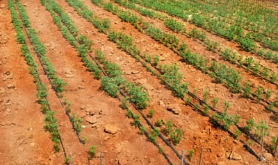 Top 10 des avantages du goutte-à-goutte pour économiser l’eau et booster les rendements en Algérie