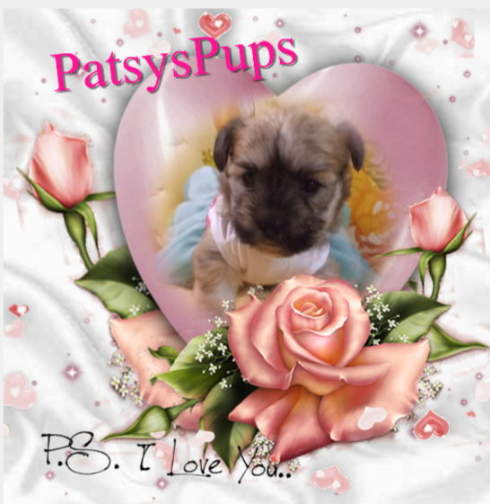 Female Shorkie Puppy