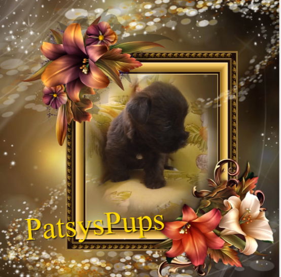 Available Shorkie male