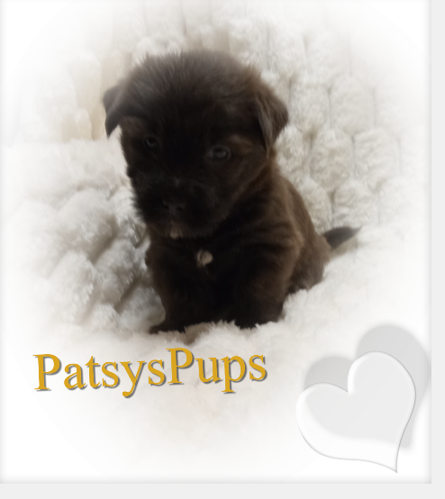 male Shorkie Puppy