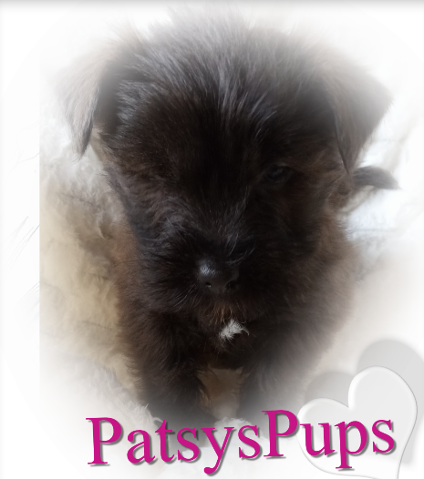 Male Shorkie