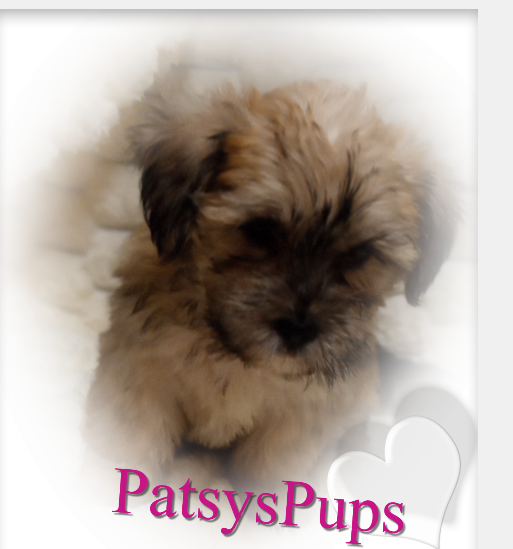 Female Shorkie