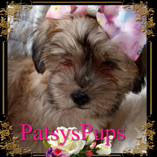 Female Shorkie