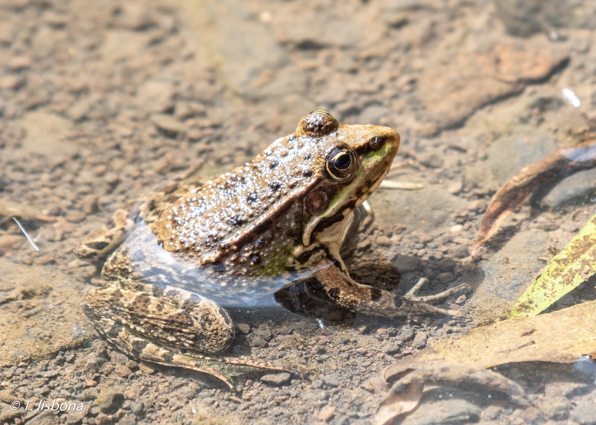 יונקים וחיות אחרות, מהארץ והעולם