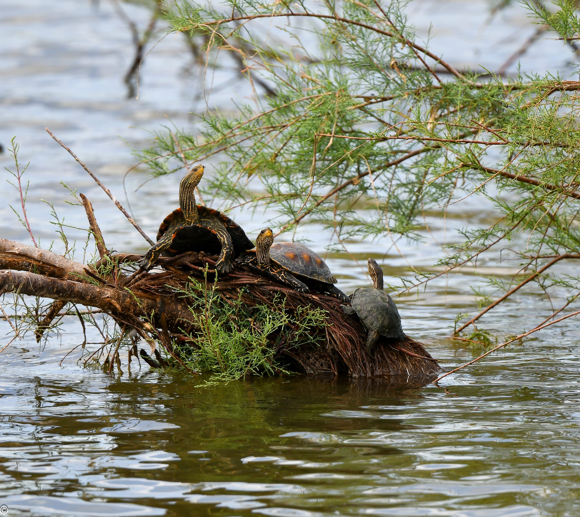 יונקים וחיות אחרות, מהארץ והעולם