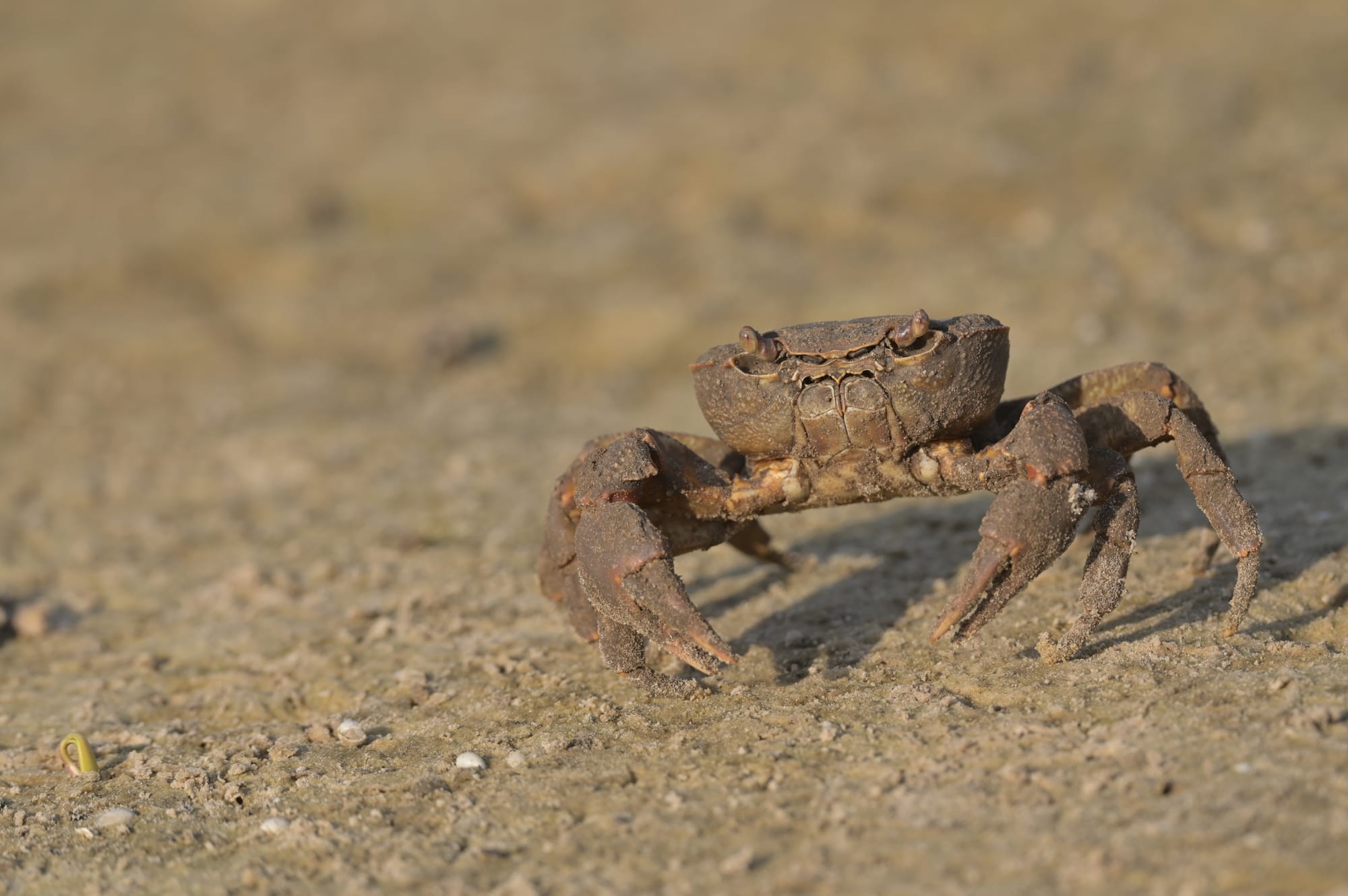 יונקים וחיות אחרות, מהארץ והעולם