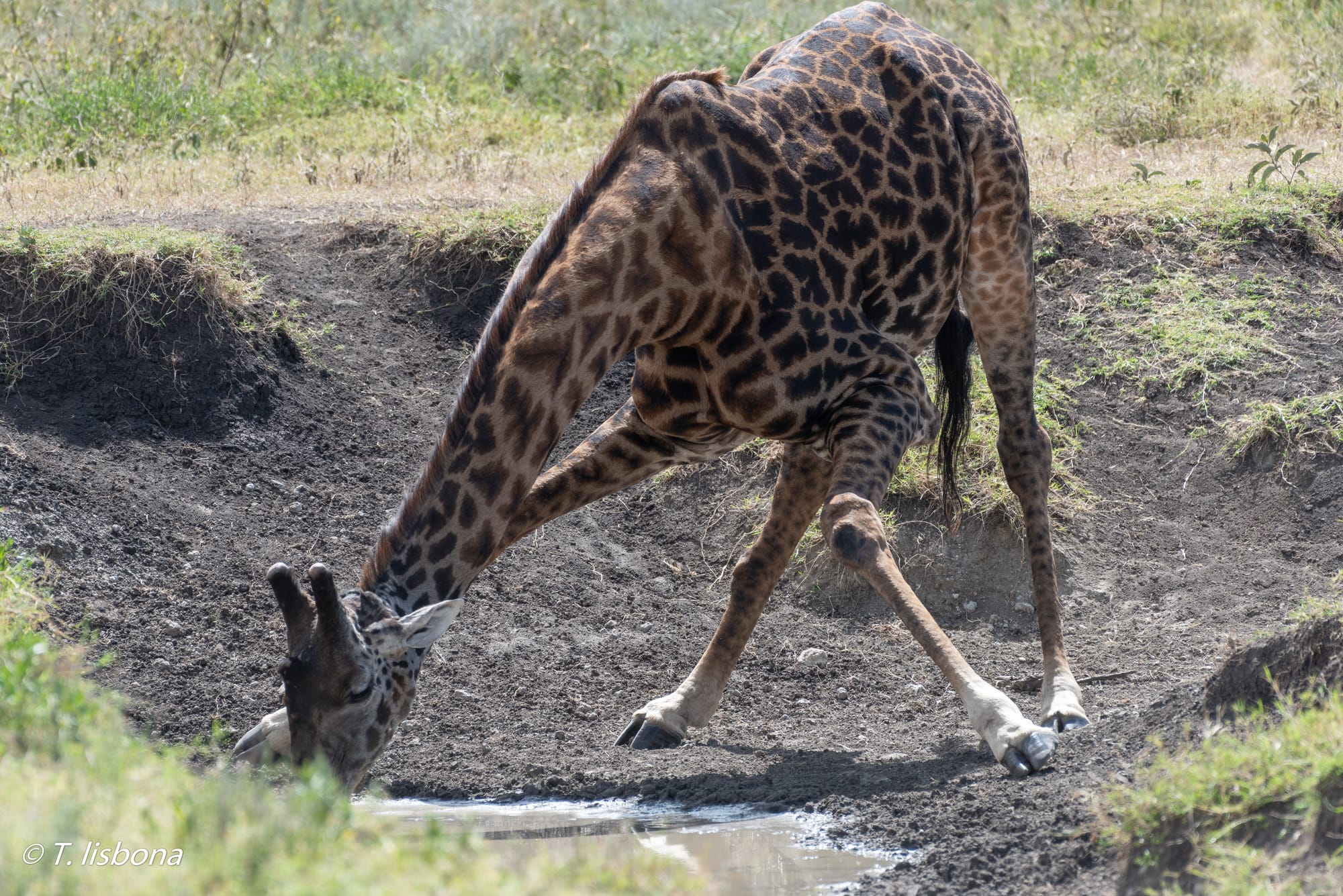 יונקים וחיות אחרות, מהארץ והעולם