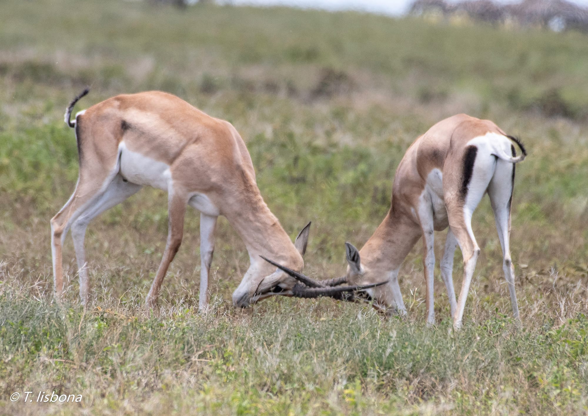 יונקים וחיות אחרות, מהארץ והעולם