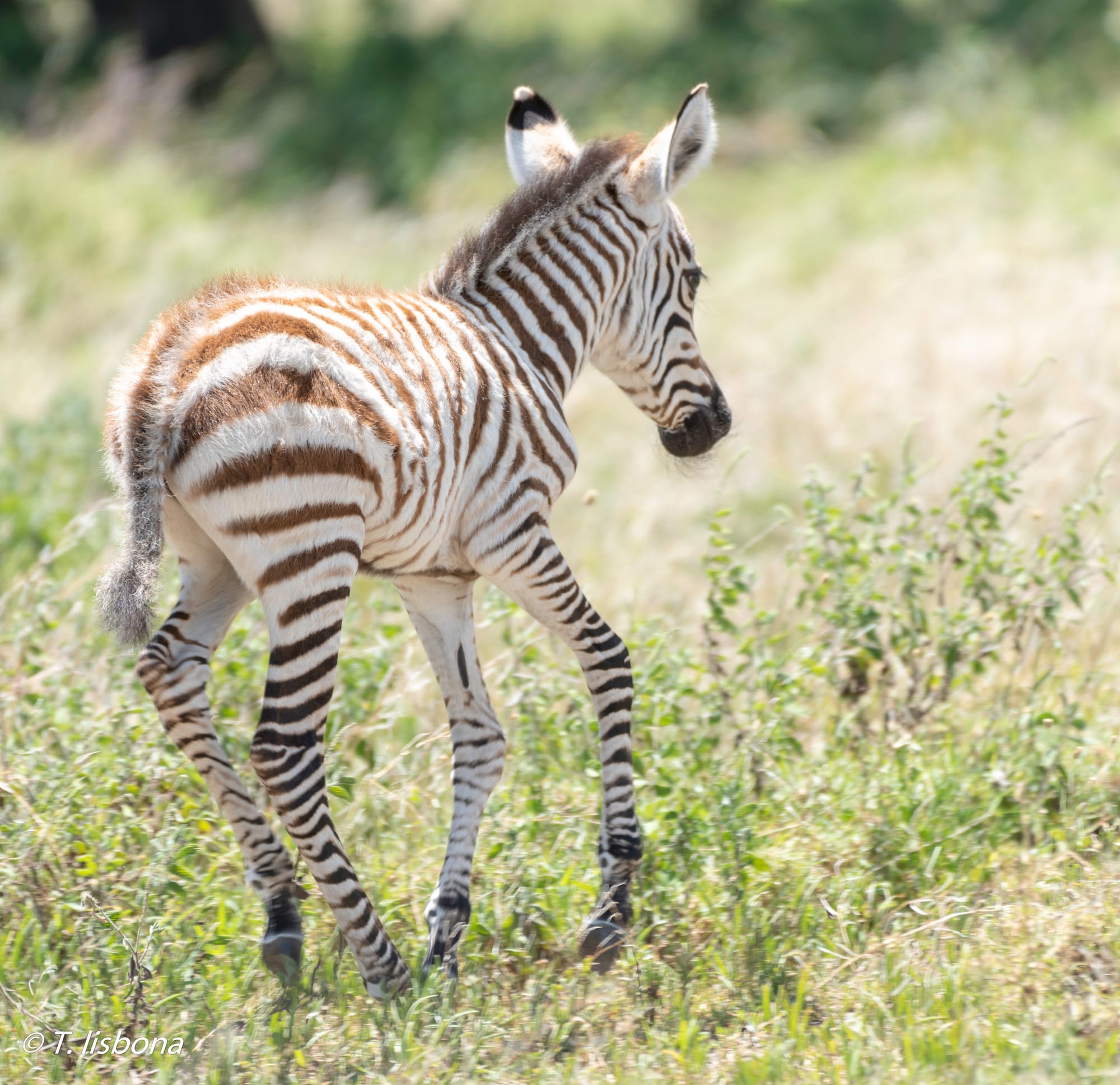 יונקים וחיות אחרות, מהארץ והעולם