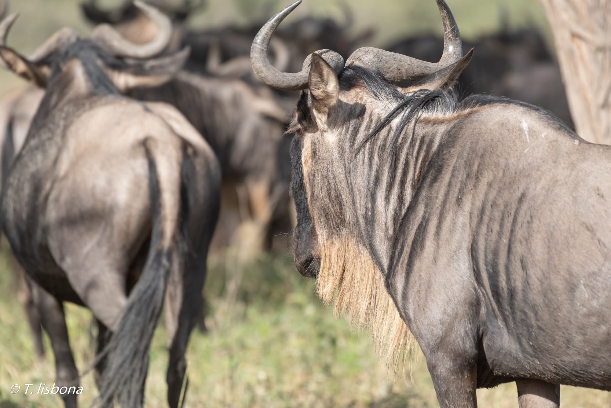 יונקים וחיות אחרות, מהארץ והעולם