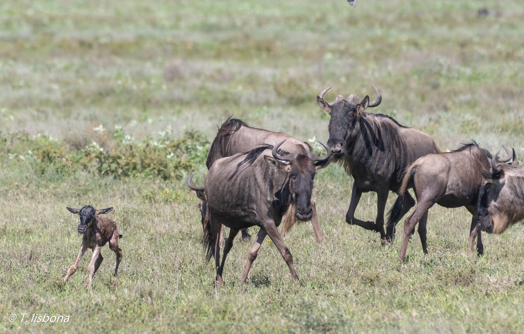 יונקים וחיות אחרות, מהארץ והעולם