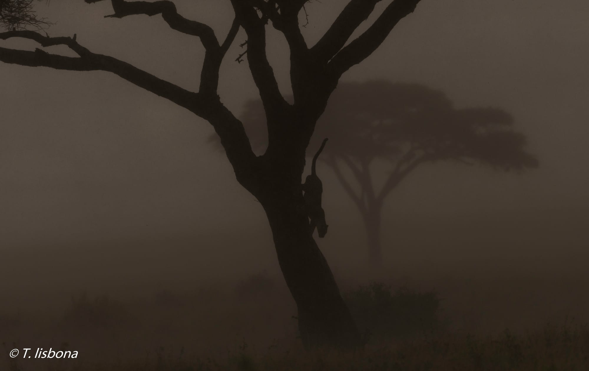 יונקים וחיות אחרות, מהארץ והעולם