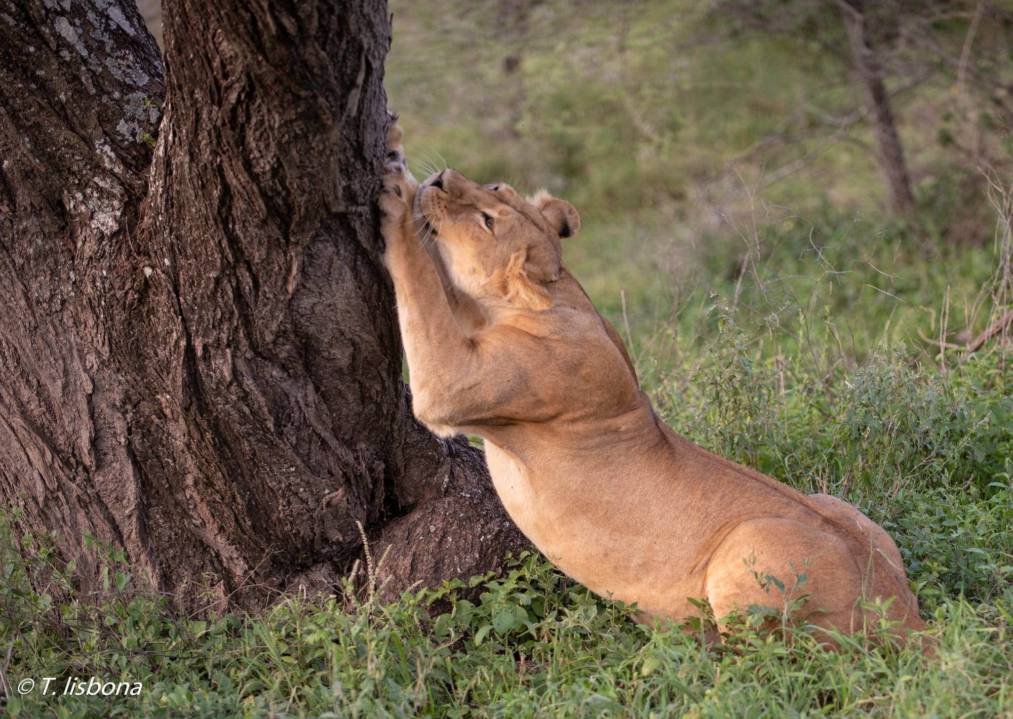 יונקים וחיות אחרות, מהארץ והעולם