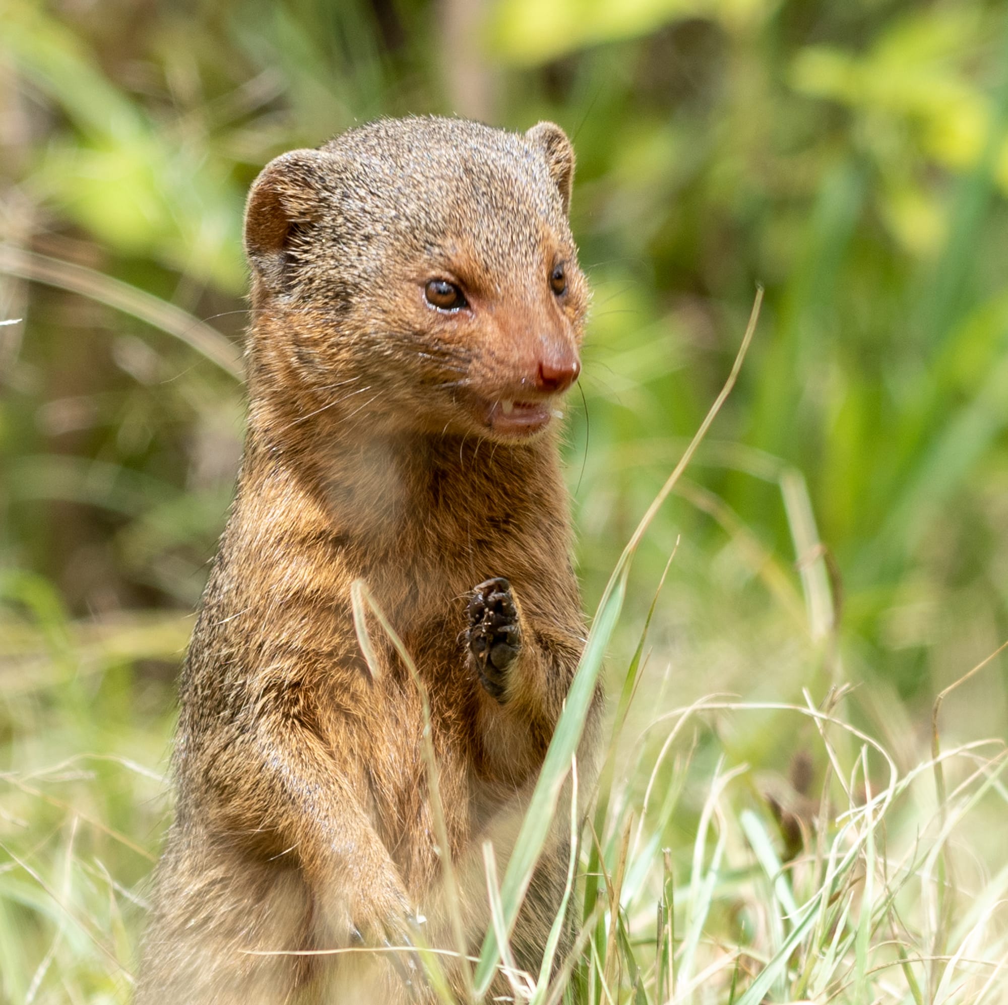 יונקים וחיות אחרות, מהארץ והעולם